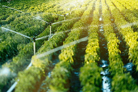 Imagen de aspersores irrigando milpas agrícolas 